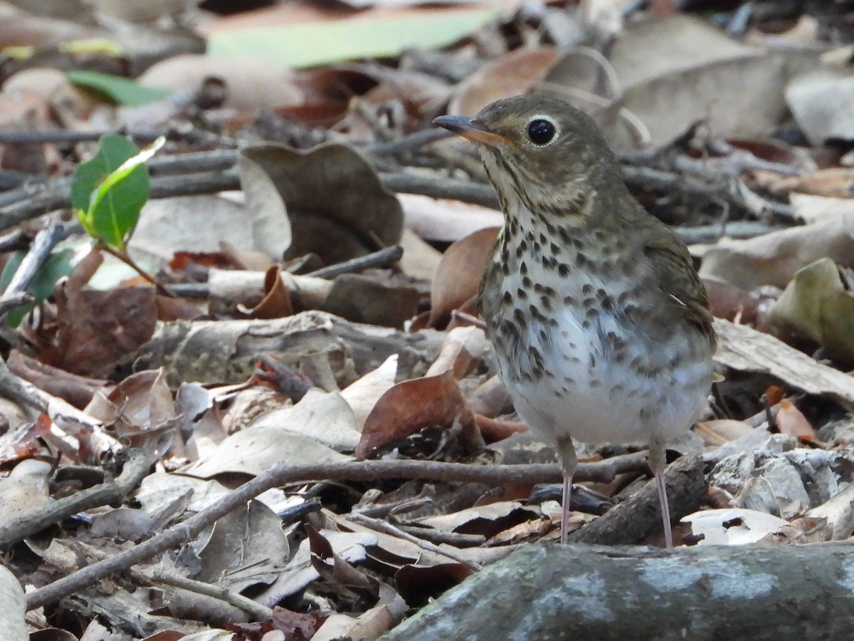 Swainson's Thrush - ML565513841