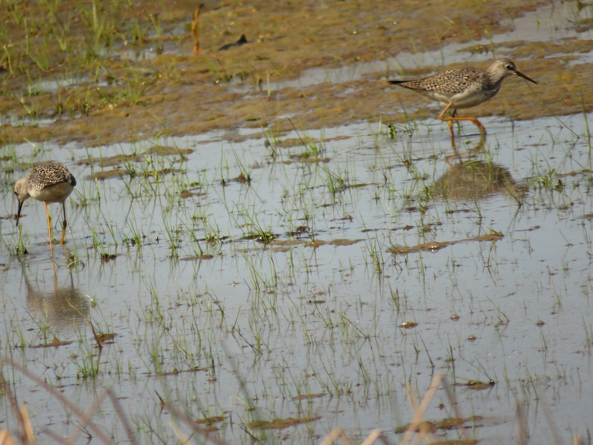 Lesser Yellowlegs - John and Laura Bosnak