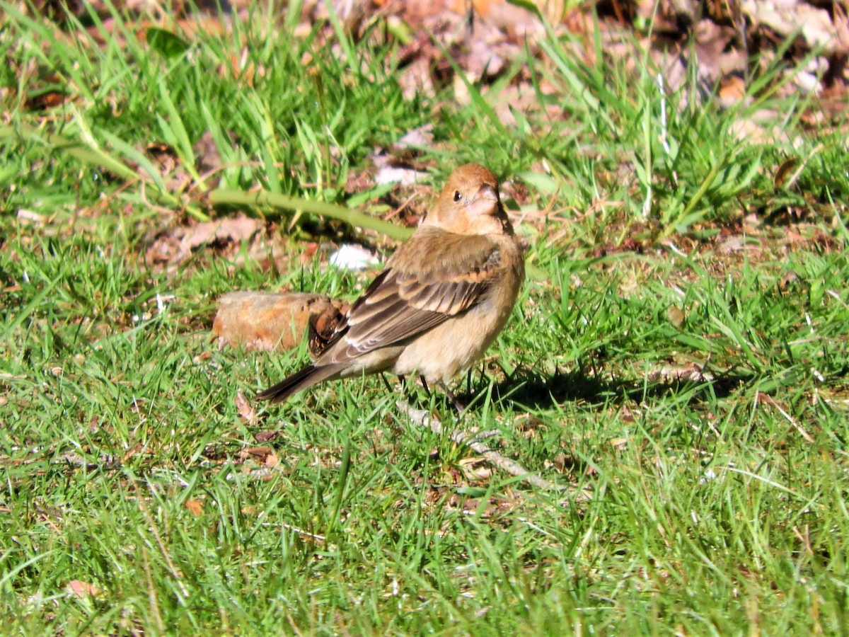 Blue Grosbeak - ML565514751