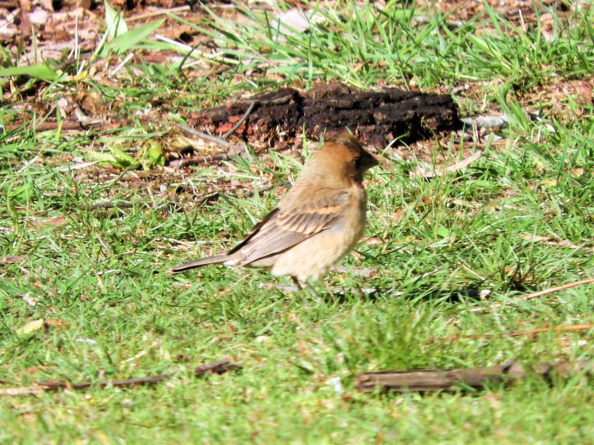 Blue Grosbeak - ML565514861