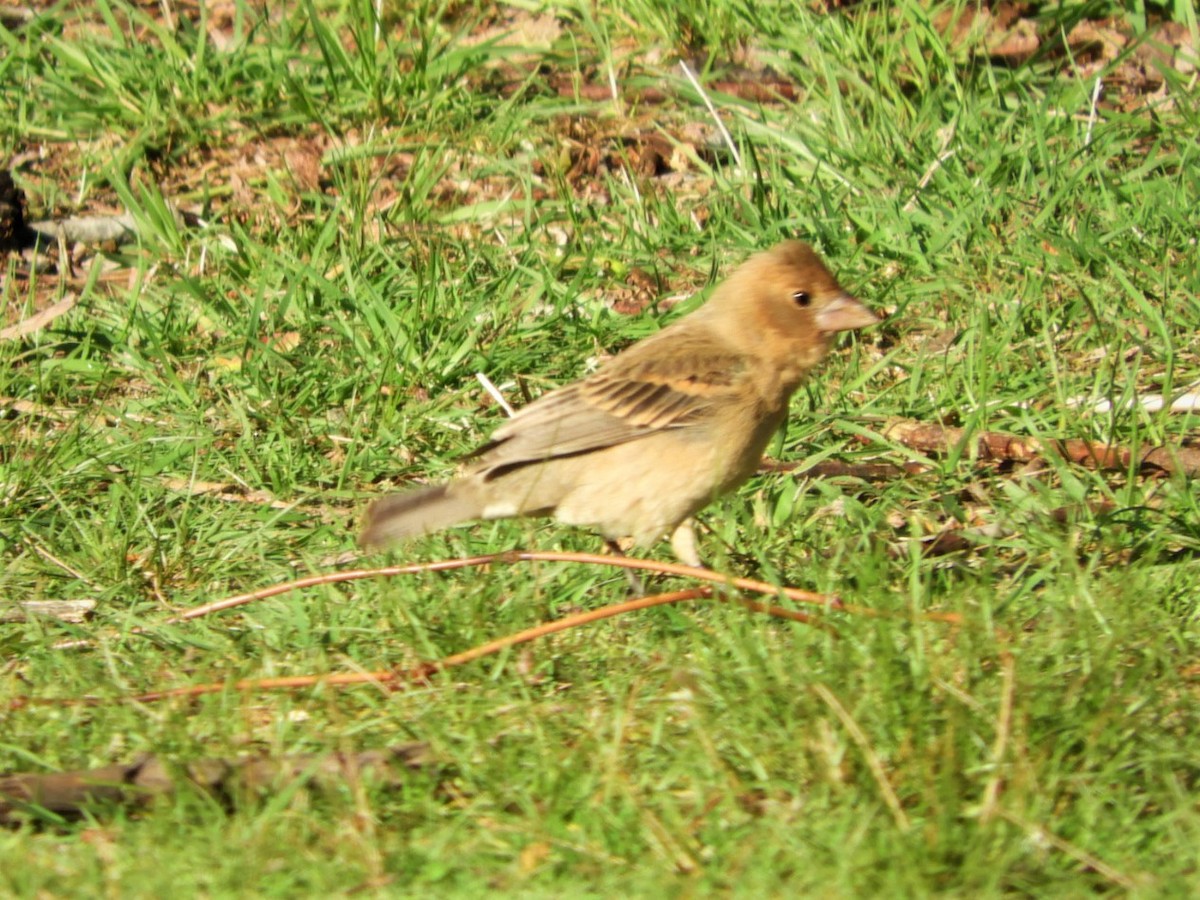 Blue Grosbeak - ML565514871