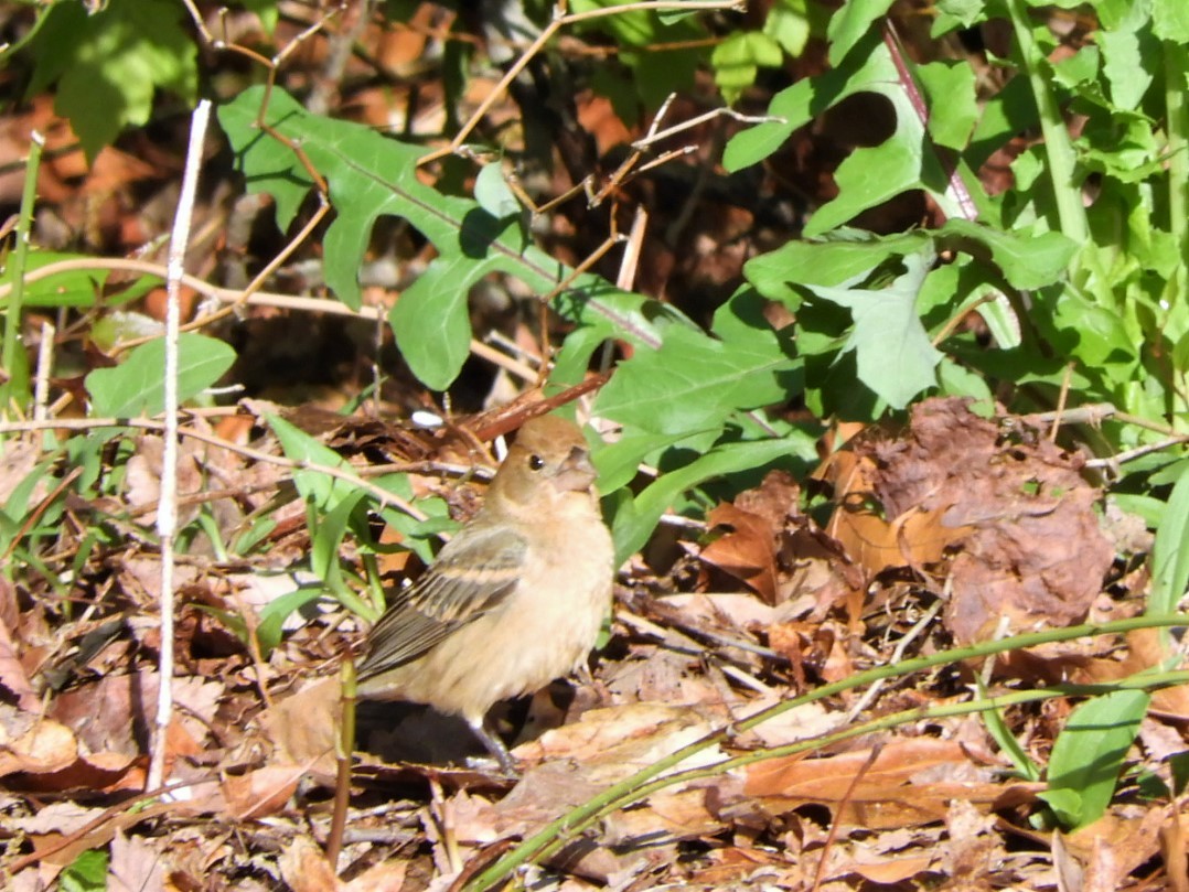 Blue Grosbeak - ML565514881