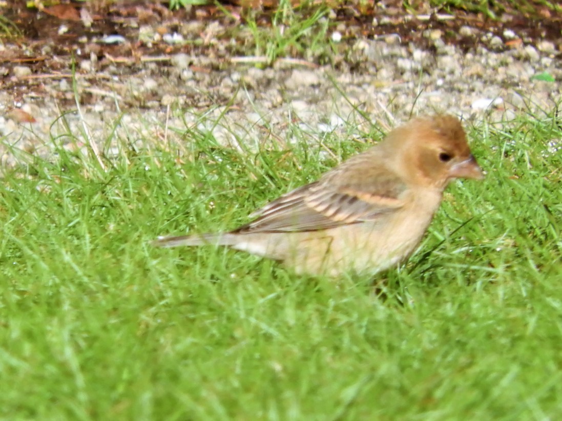 Blue Grosbeak - ML565514891