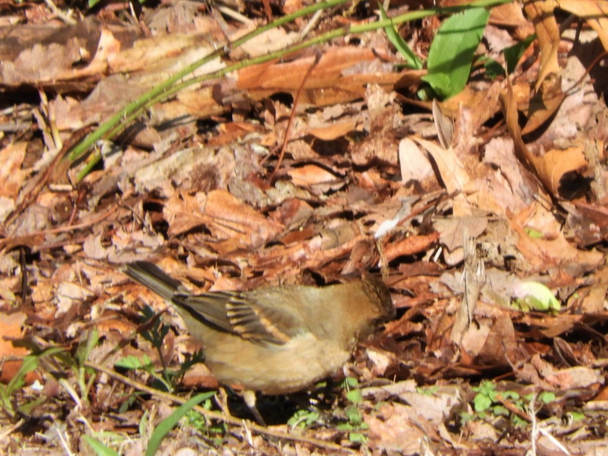 Blue Grosbeak - ML565514901