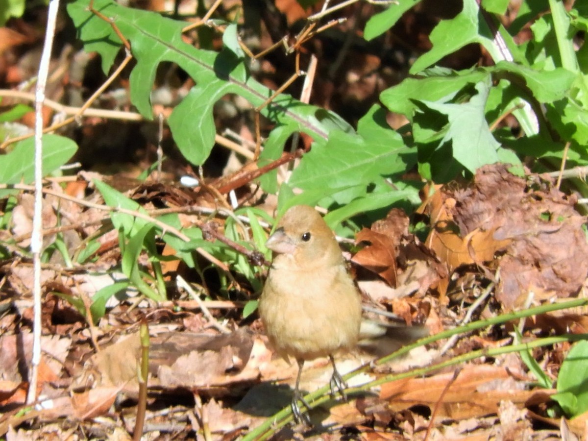 Blue Grosbeak - ML565514911