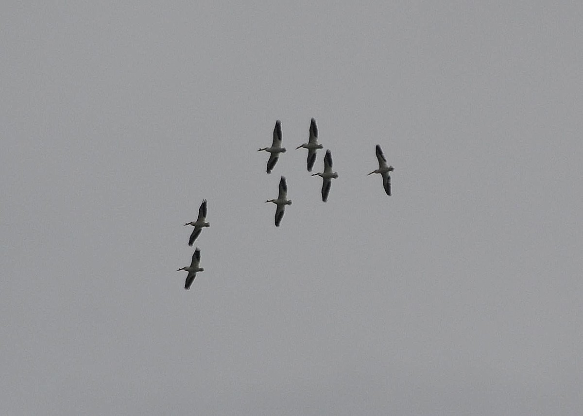 American White Pelican - Scott Latimer