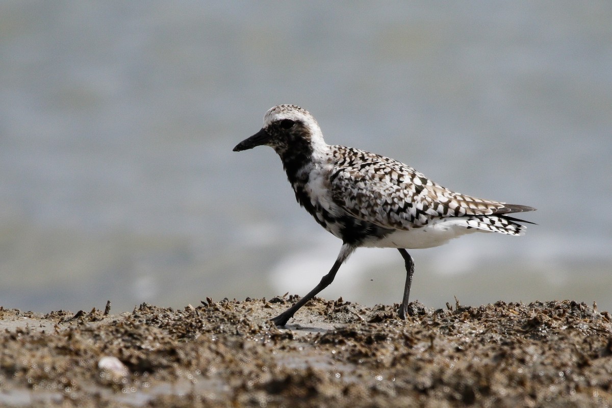 Black-bellied Plover - Catherine Holland
