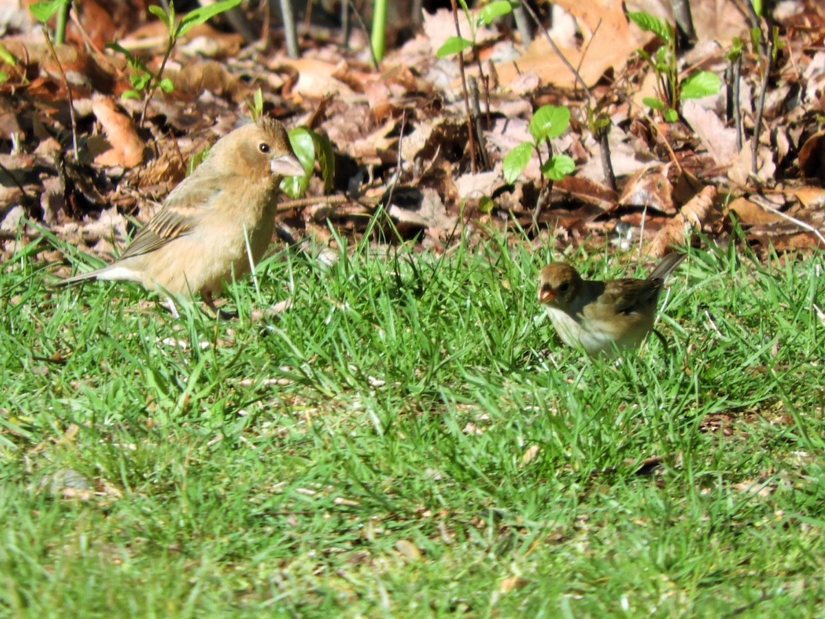 Blue Grosbeak - ML565515191