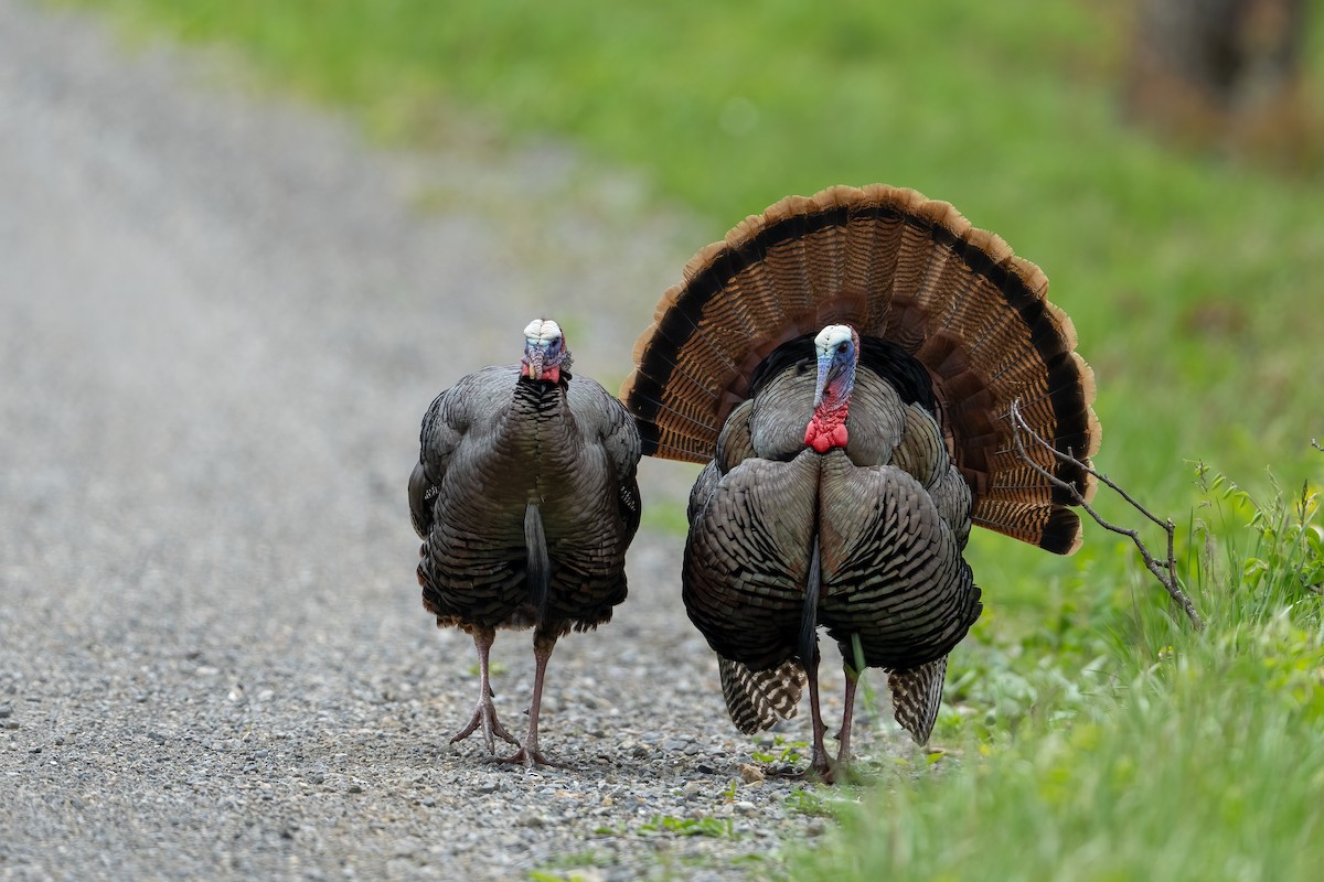 Wild Turkey - Garland Kitts