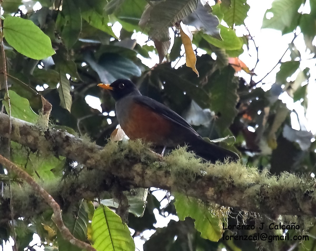 Chestnut-bellied Thrush - ML565515711