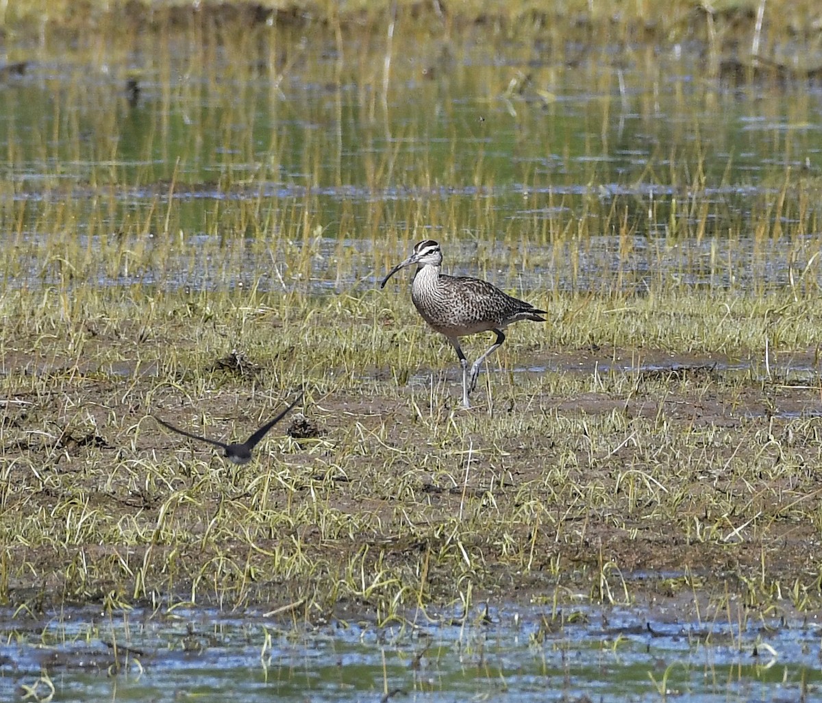 Hudsonian Whimbrel - David Krueper