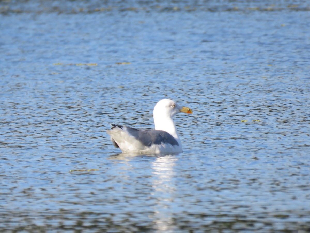 Yellow-legged Gull - Bob Hargis