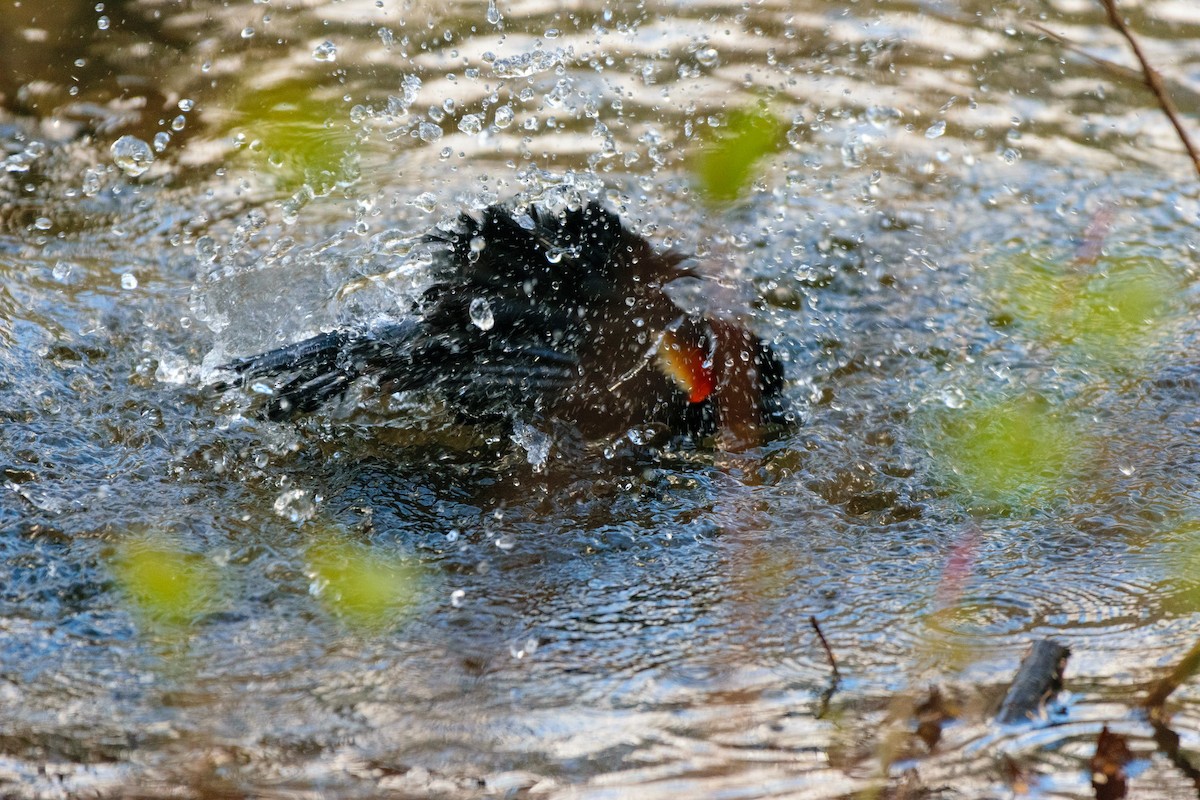 Red-winged Blackbird - ML565518231