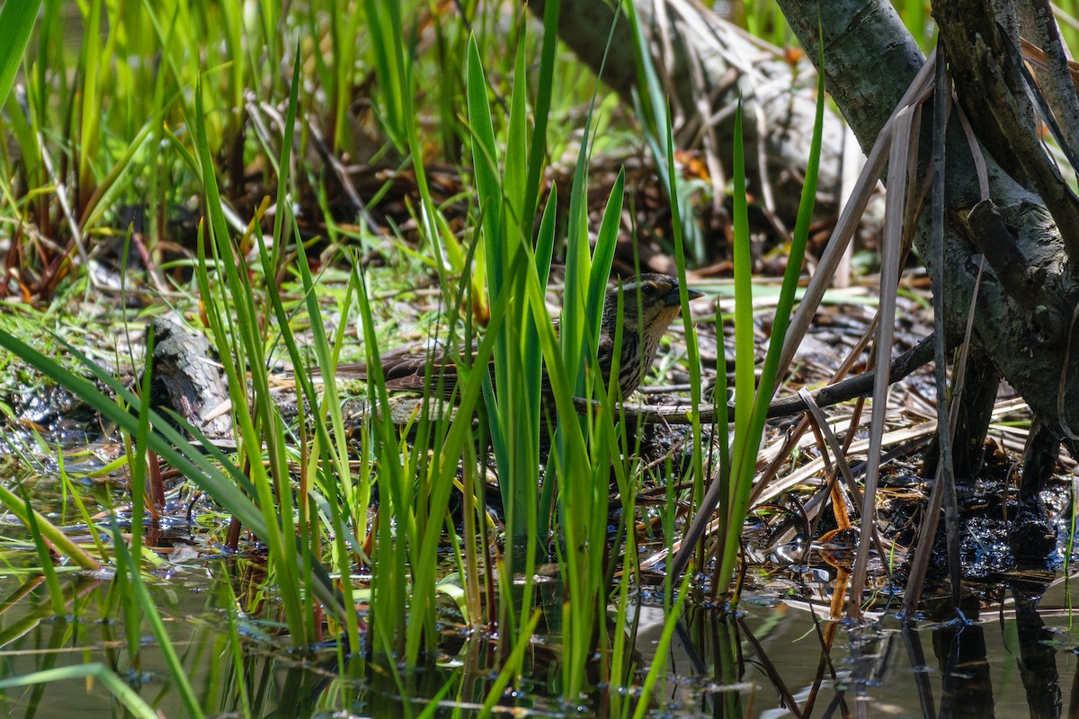 Red-winged Blackbird - ML565518241