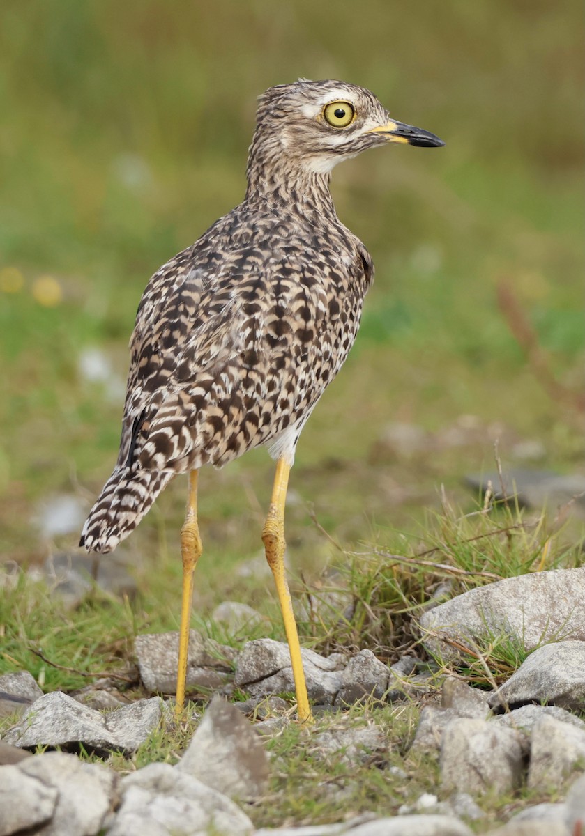 Spotted Thick-knee - Luke Goddard - Birding Africa