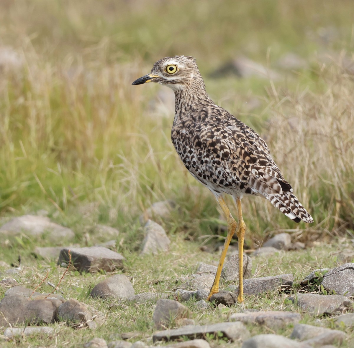 Spotted Thick-knee - Luke Goddard - Birding Africa