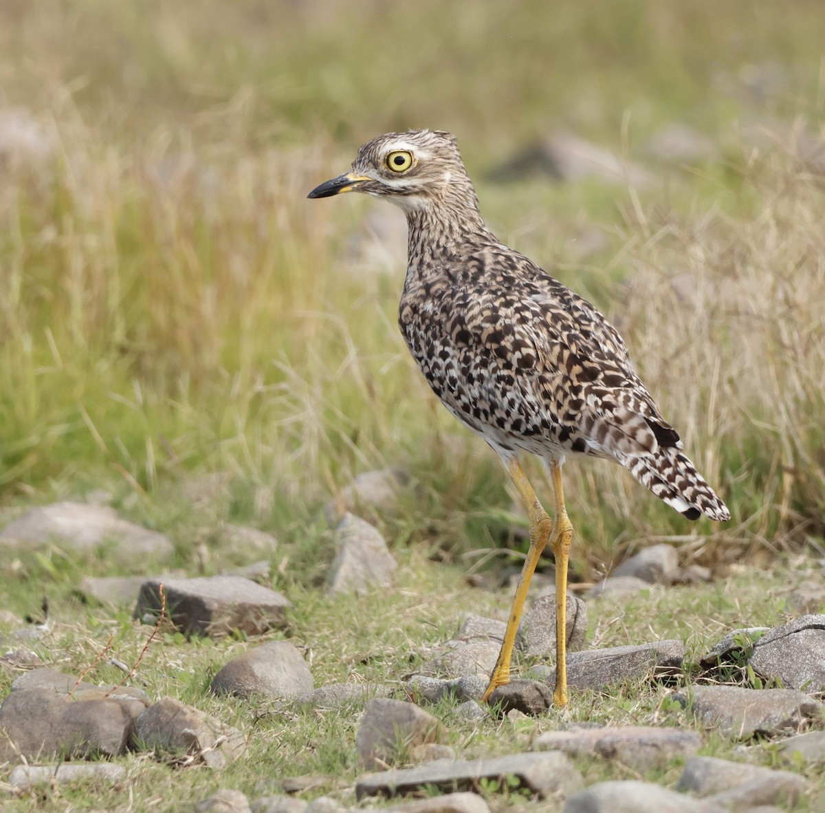 Spotted Thick-knee - ML565518291