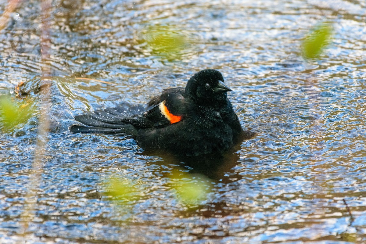 Red-winged Blackbird - ML565518351