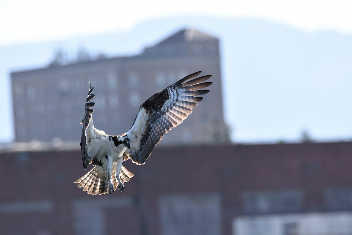 Osprey - ML565518571