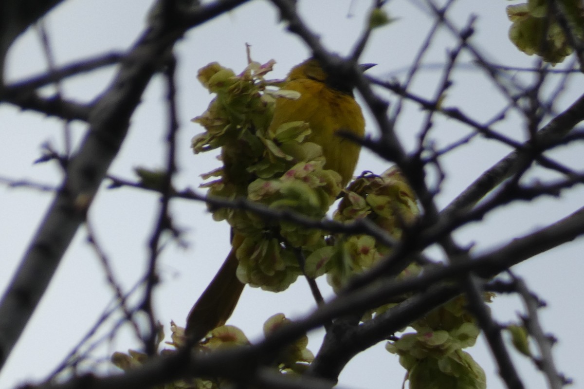 Orchard Oriole - ML565519391