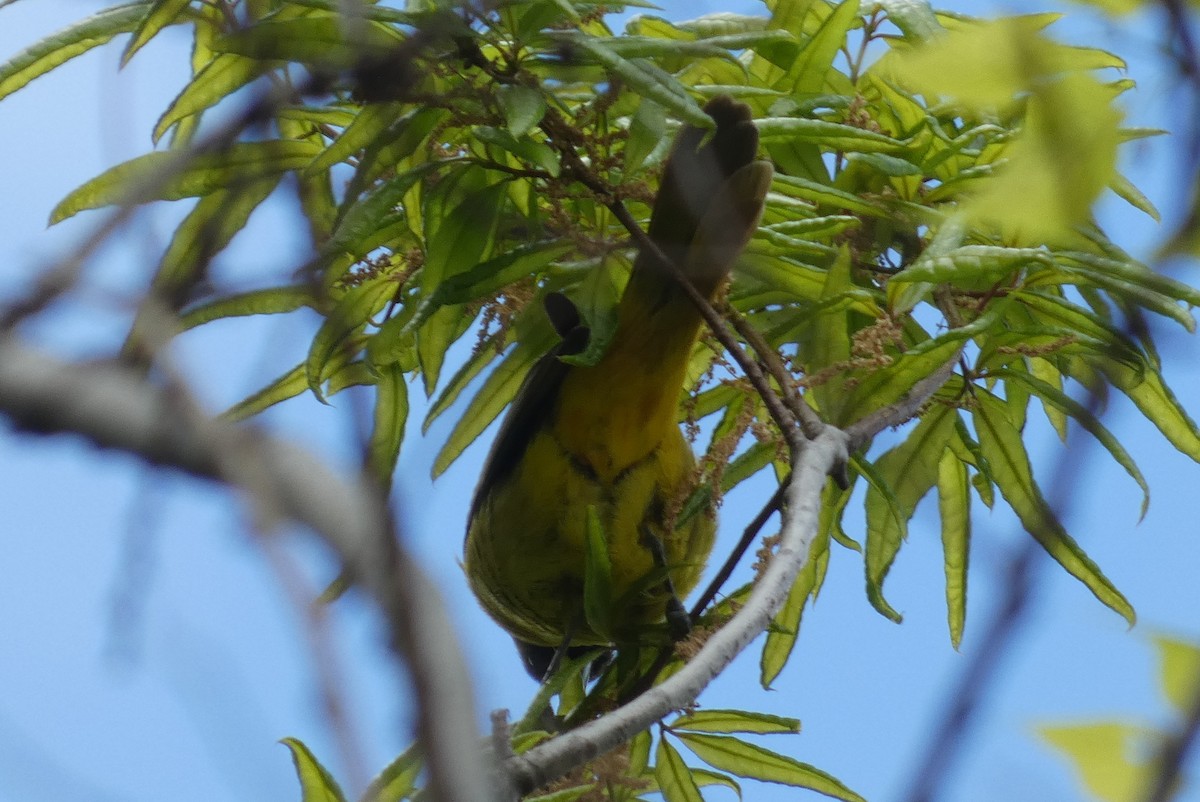 Orchard Oriole - ML565519401