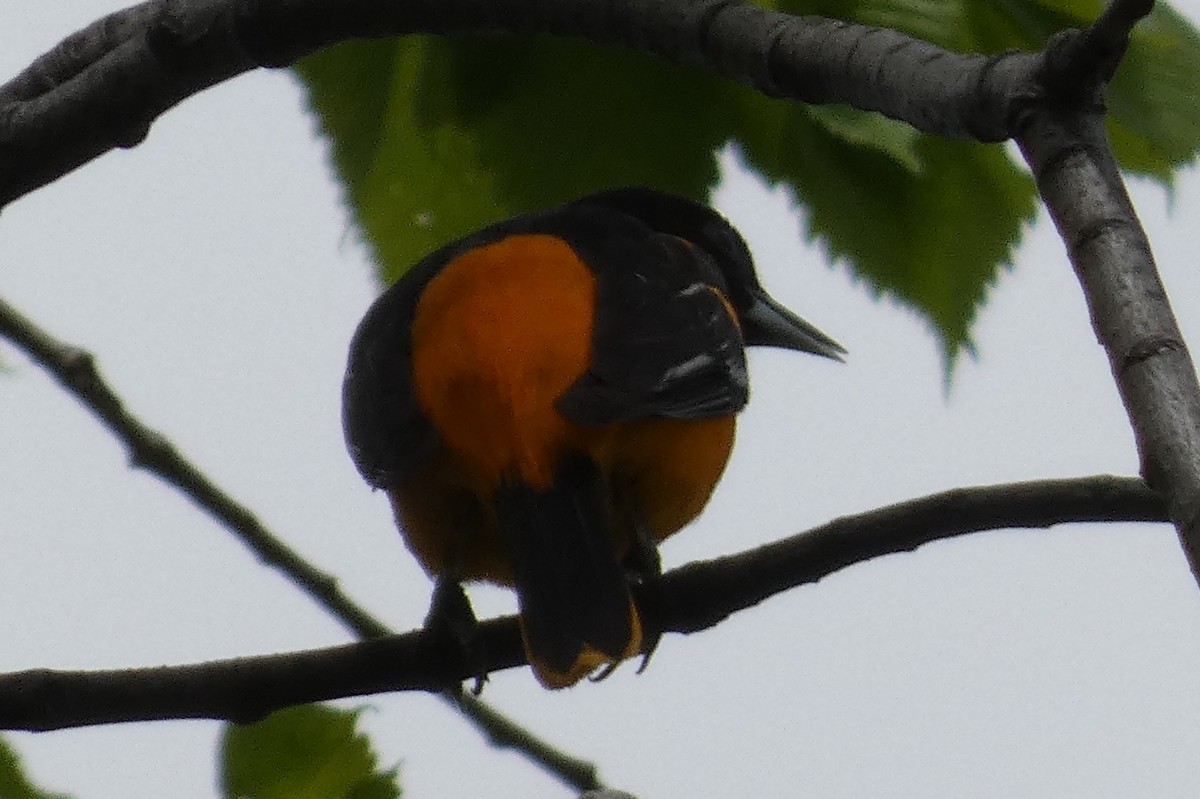 Baltimore Oriole - ML565519601