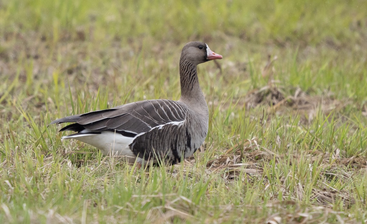 Greater White-fronted Goose - ML565520671