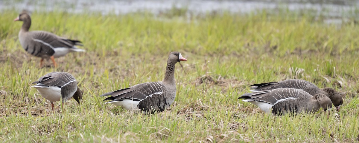 Greater White-fronted Goose - ML565520681