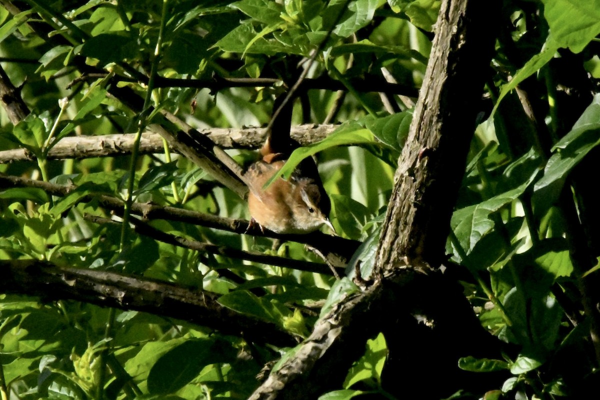 Marsh Wren - ML565520881