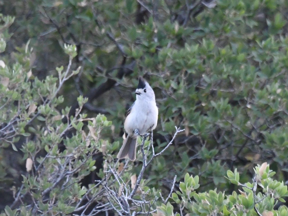 Black-crested Titmouse - ML565522411