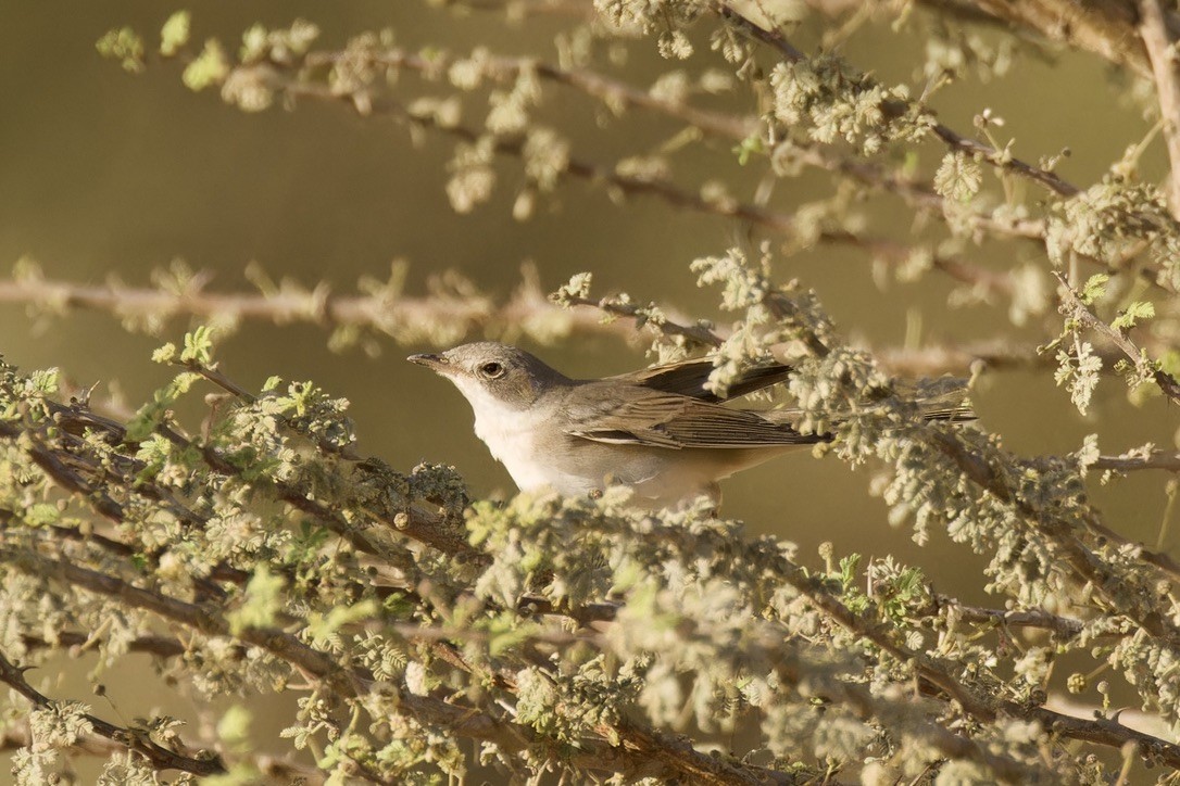 Greater Whitethroat - Ted Burkett