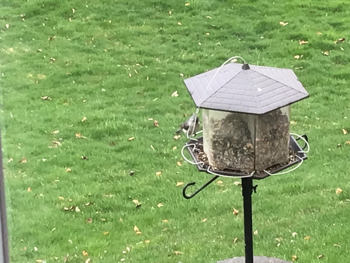 Tufted Titmouse - christian collins