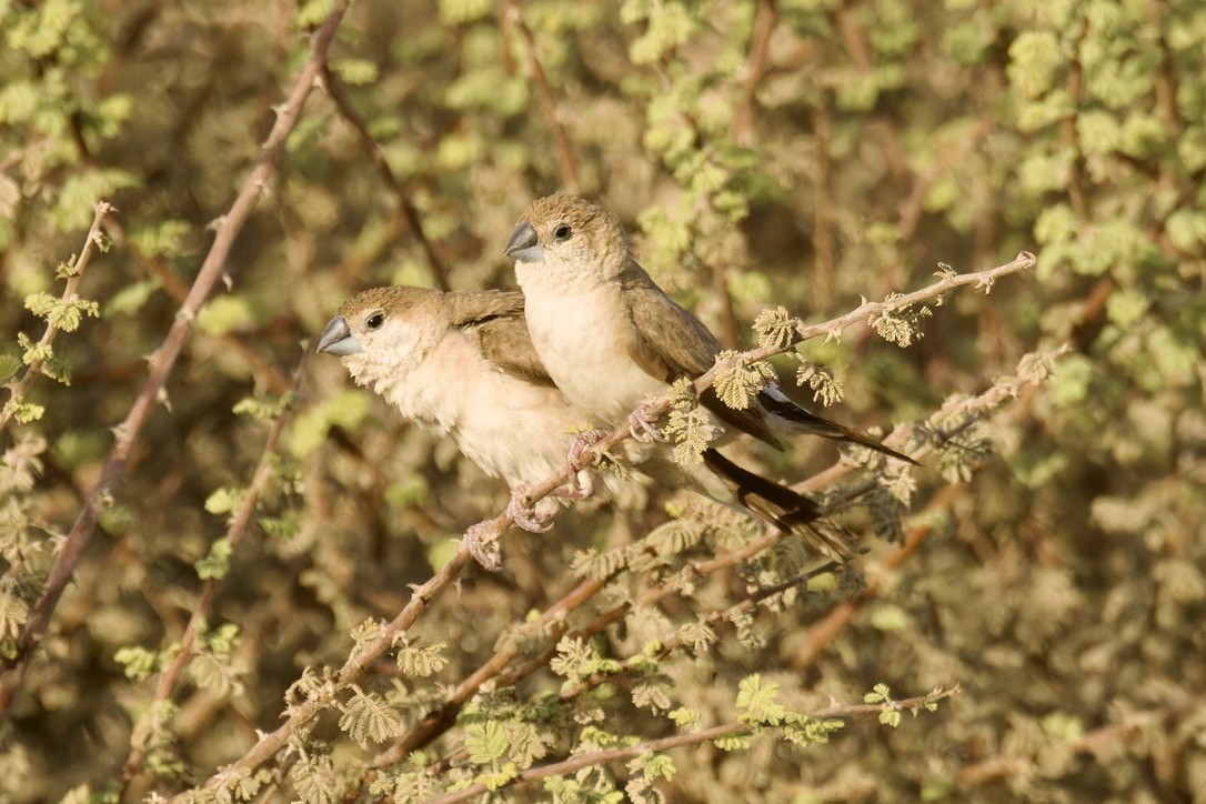 Indian Silverbill - Ted Burkett