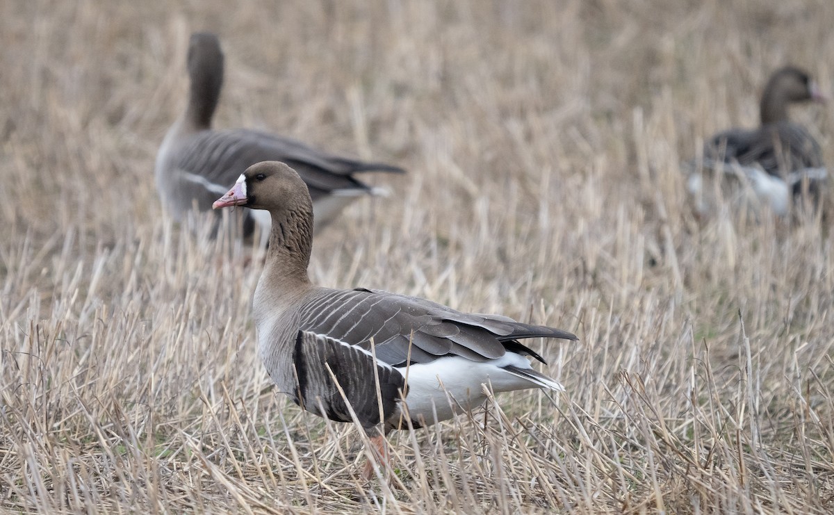 Greater White-fronted Goose - ML565525881
