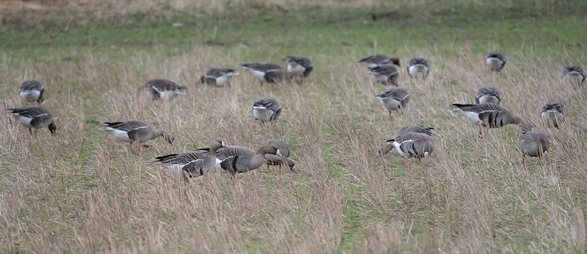 Greater White-fronted Goose - ML565525891