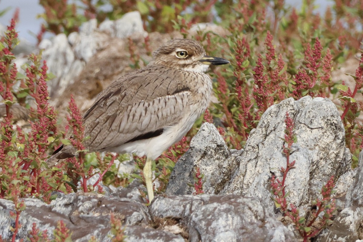 Water Thick-knee - Luke Goddard - Birding Africa