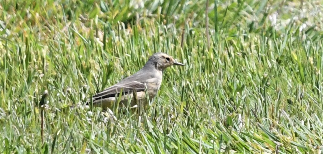 American Pipit - ML565528661