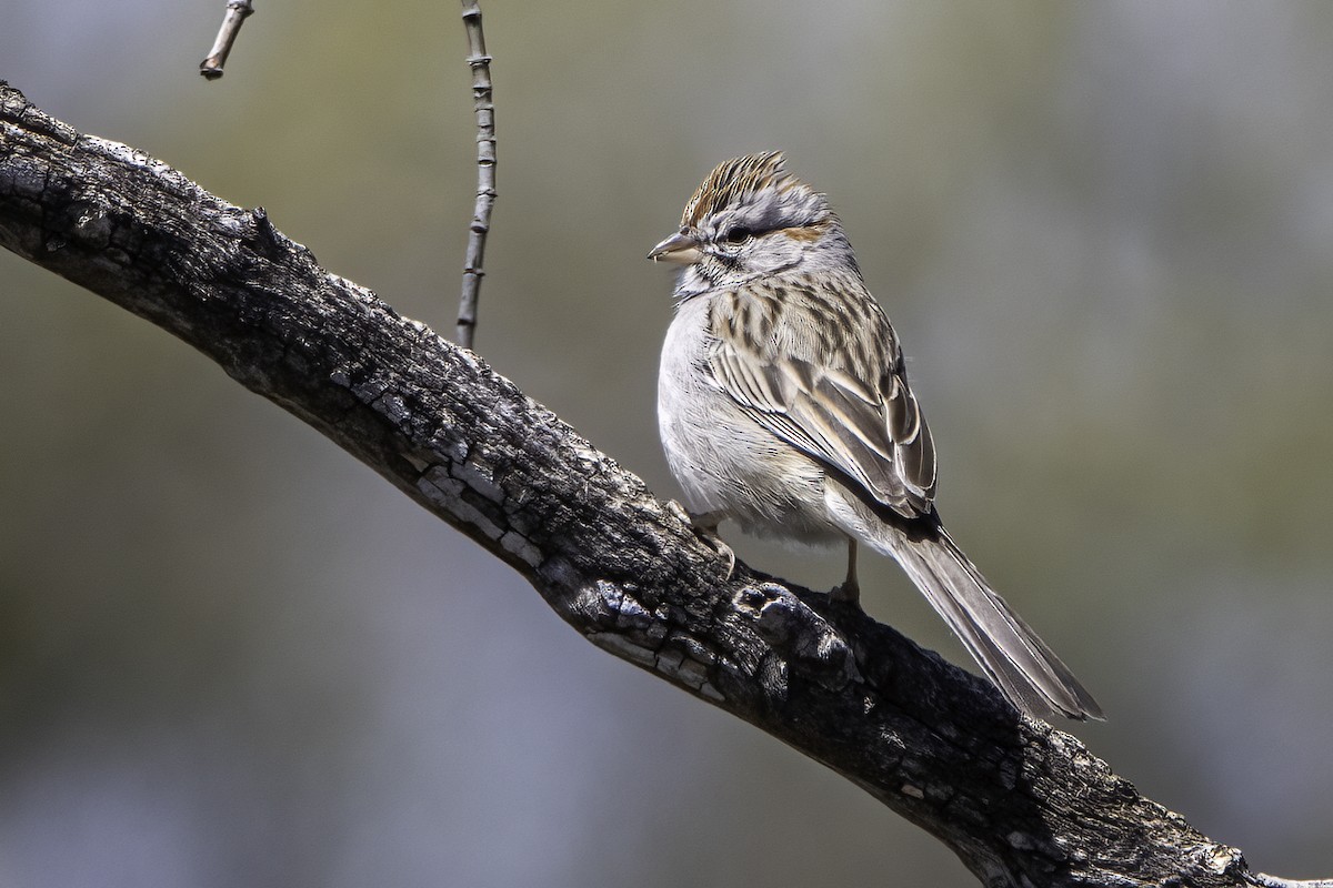 Rufous-winged Sparrow - Phil Riebel