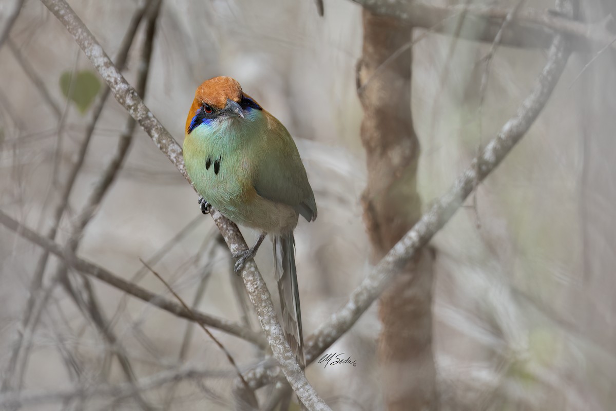 Russet-crowned Motmot - ML565528821