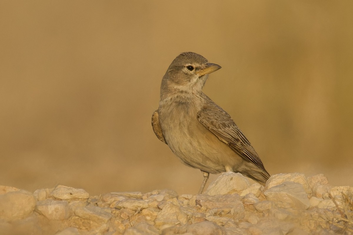 Desert Lark - ML565529201