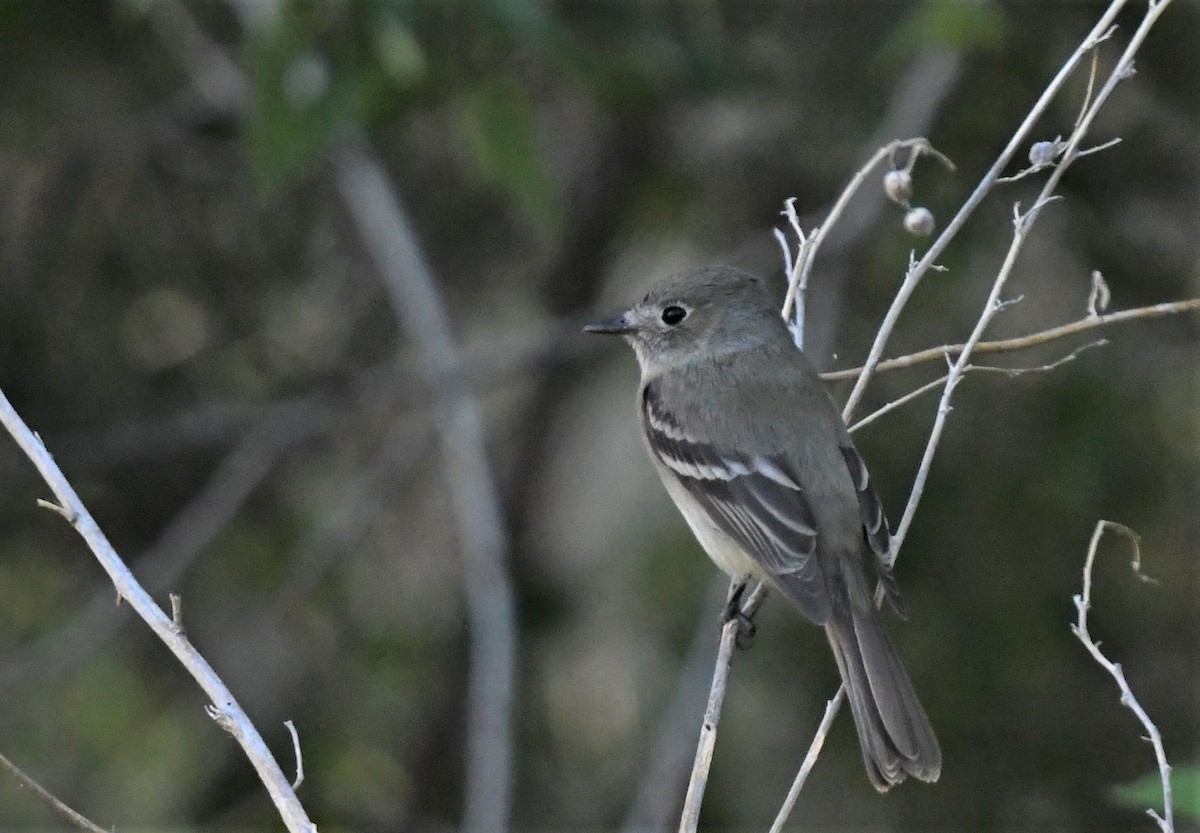 Gray Flycatcher - ML565529911