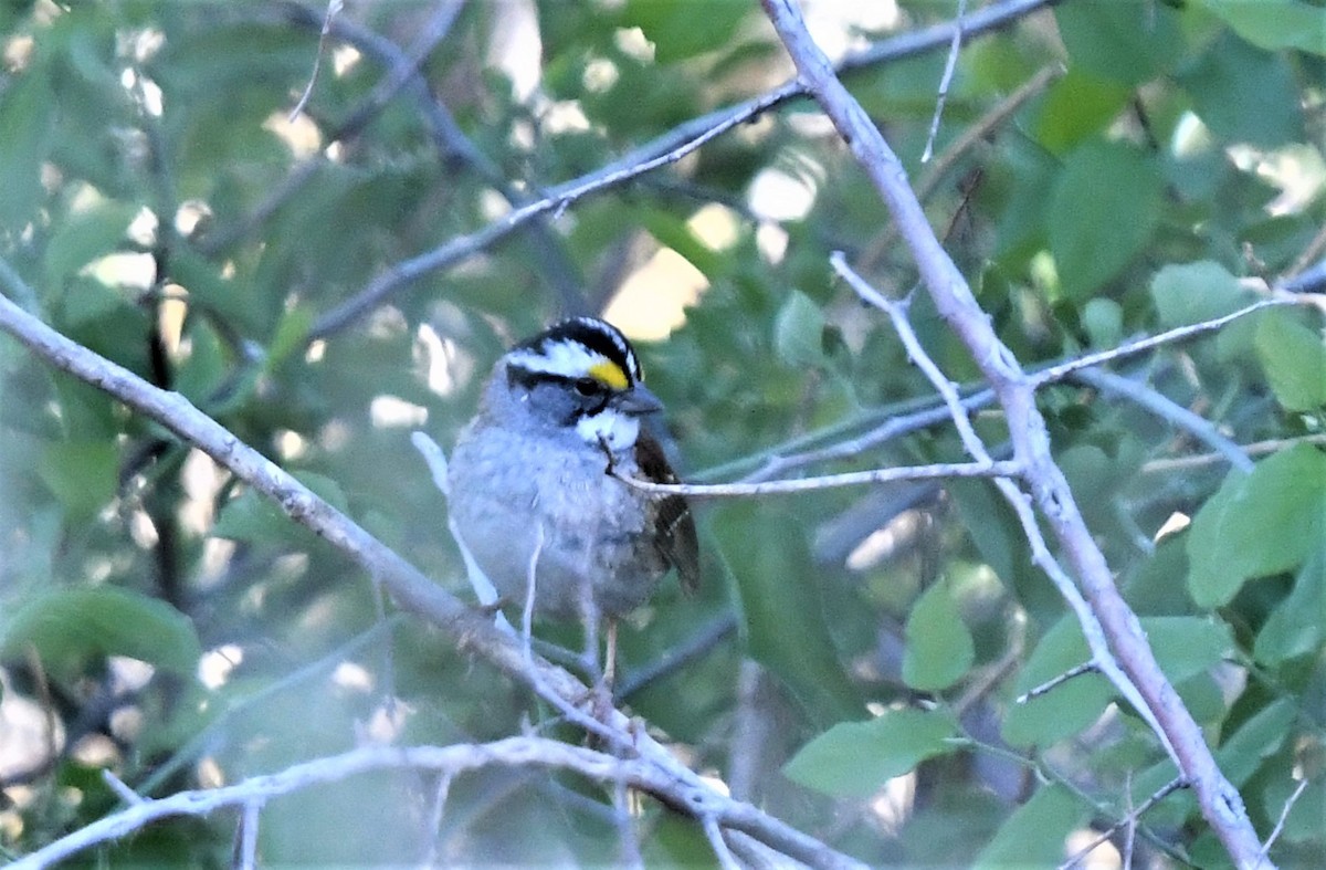 White-throated Sparrow - ML565531401