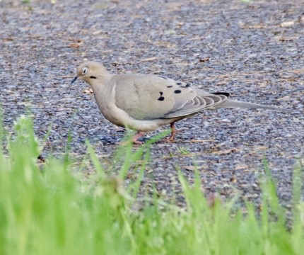 Mourning Dove - Bitty Roy