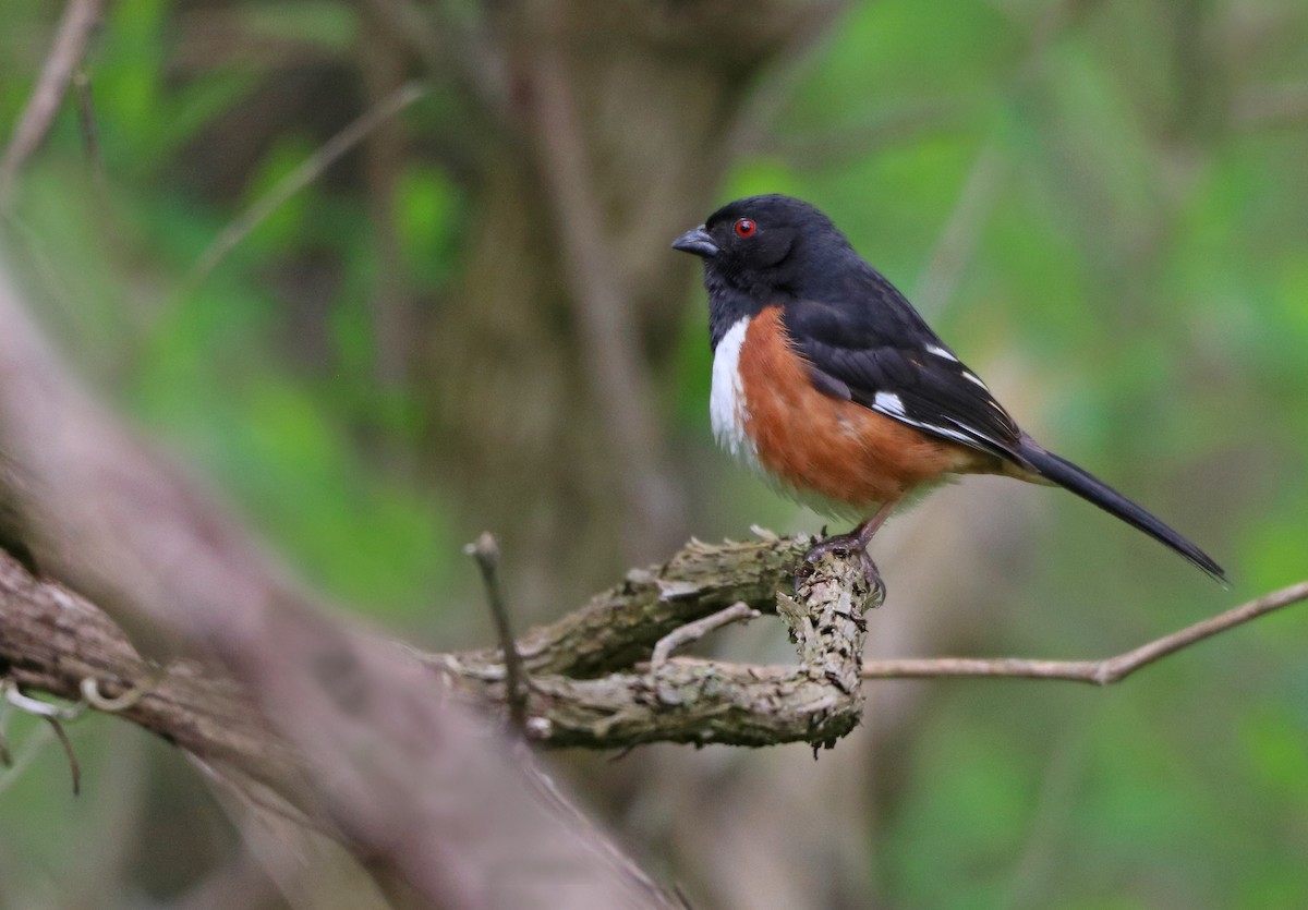 Eastern Towhee - Mark Nale
