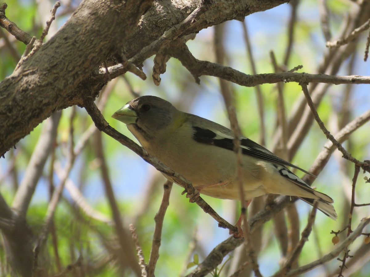 Evening Grosbeak - ML565533471