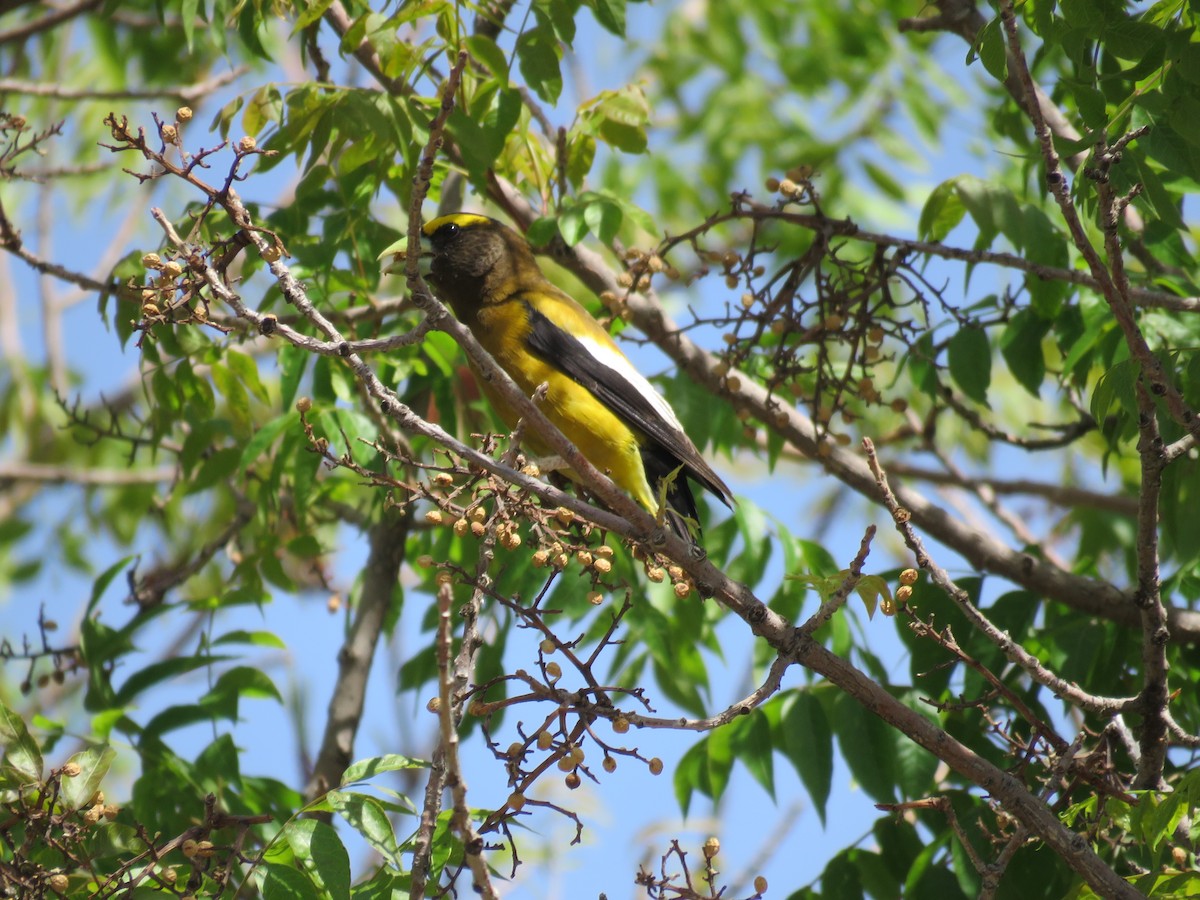 Evening Grosbeak - ML565533481