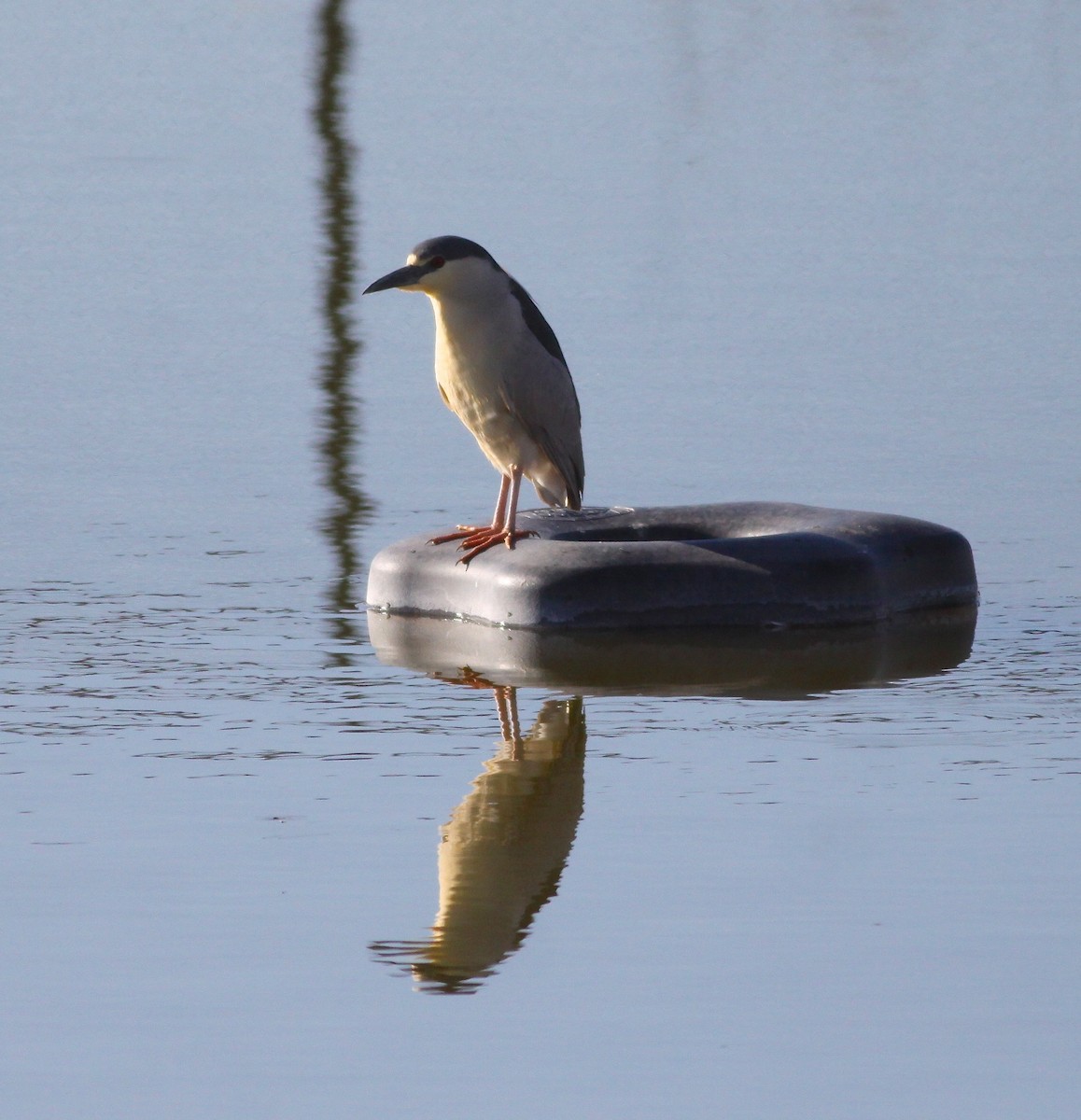 Black-crowned Night Heron - Roger Clark