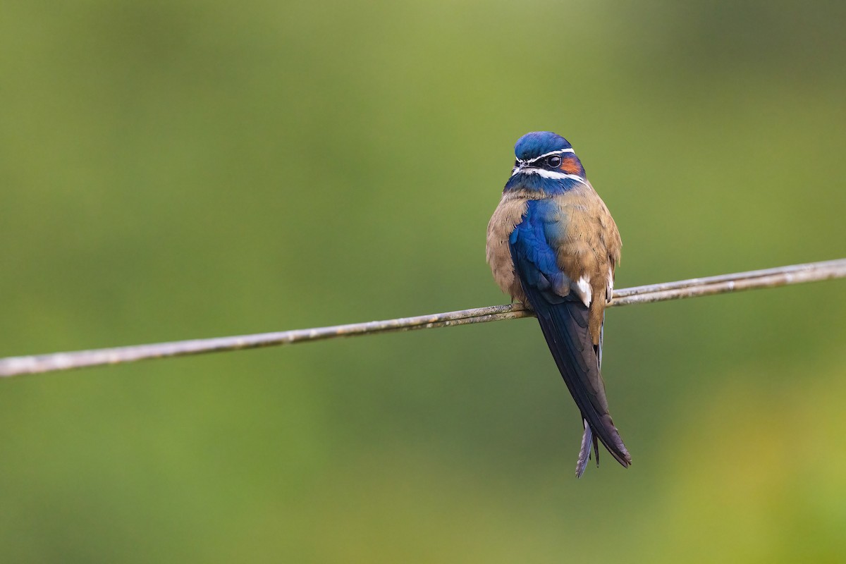 Whiskered Treeswift - Chris Venetz | Ornis Birding Expeditions