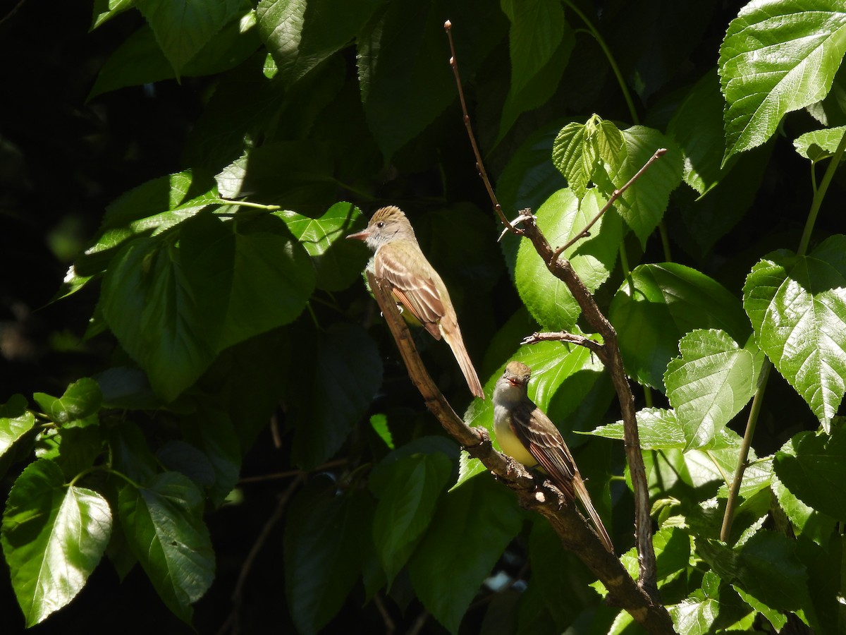Great Crested Flycatcher - ML565535901