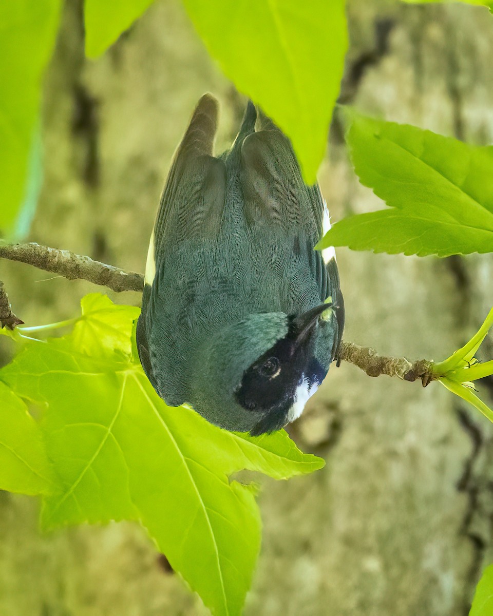 Black-throated Blue Warbler - ML565536301